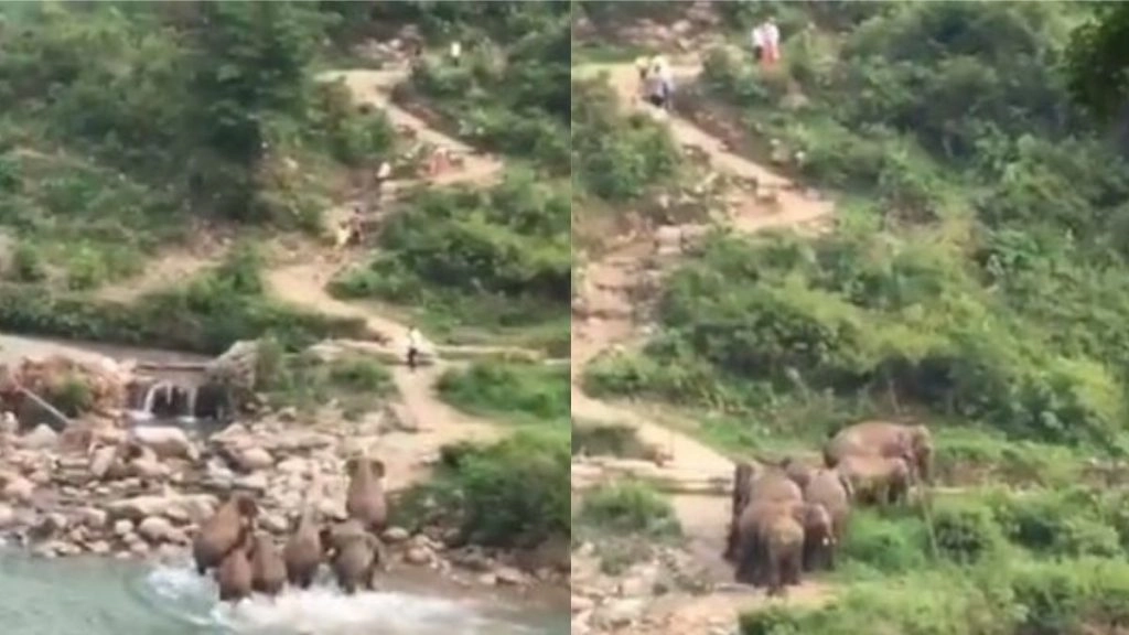 अपने इलाके में इंसानों को देख फूटा हाथियों का गुस्सा, नदी किनारे से भगाने के लिए लोगों के पीछे दौड़ा पूरा झुंड (Watch Viral Video)