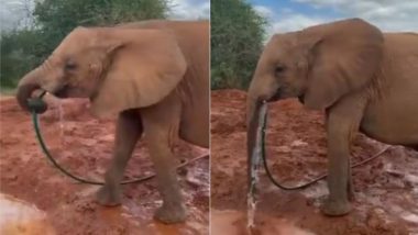 Viral Video: अपनी प्यास बुझाने के लिए हाथी ने निकाला नायाब तरीका, पाइप को मुंह में लगाकर पानी पीने का मजेदार वीडियो हुआ वायरल