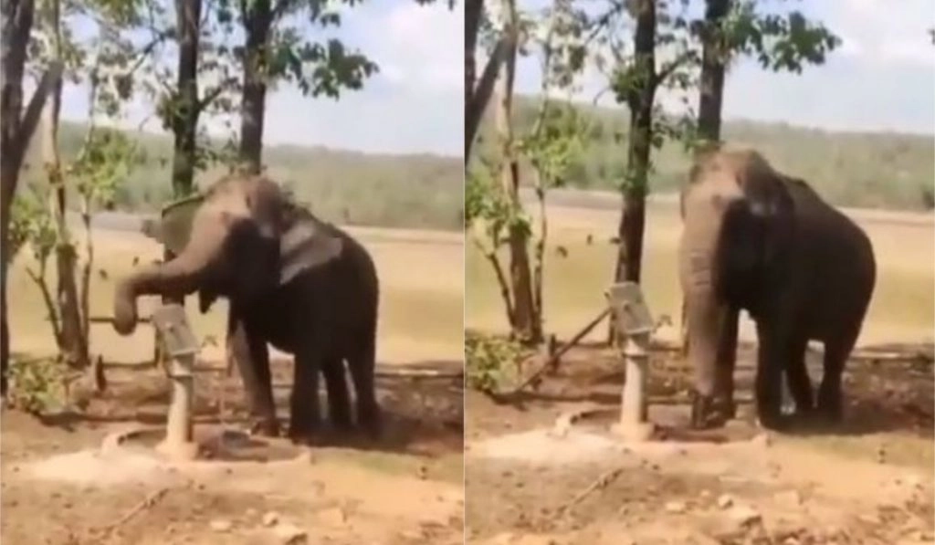 सूंड से हैंडपंप चलाकर हाथी ने बुझाई अपनी प्यास, पानी पीने के इस अद्भुत जुगाड़ का वीडियो हुआ वायरल 
