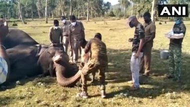 तमिलनाडु: मुदुमलाई टाइगर रिजर्व में 28 हाथियों का कोविड-19 के लिए किया गया परीक्षण