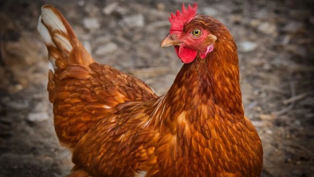 मप्र के स्थापना दिवस पर होगा 2 हजार कड़कनाथ के चूजों का वितरण