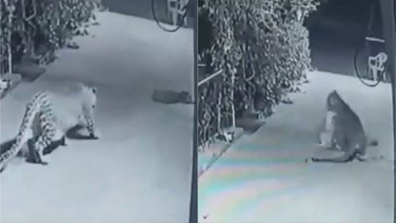 घर के बाहर सो रहा था कुत्ता, तेंदुए ने दबे पांव आकर ऐसे किया उसका शिकार, CCTV में कैद घटना का वीडियो हुआ वायरल
