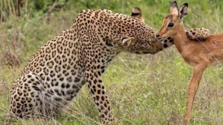 Viral Pic: जब शिकार करने के बजाय नन्हे हिरण से प्यार जताने लगा तेंदुआ, खास लम्हे की तस्वीर हुई वायरल
