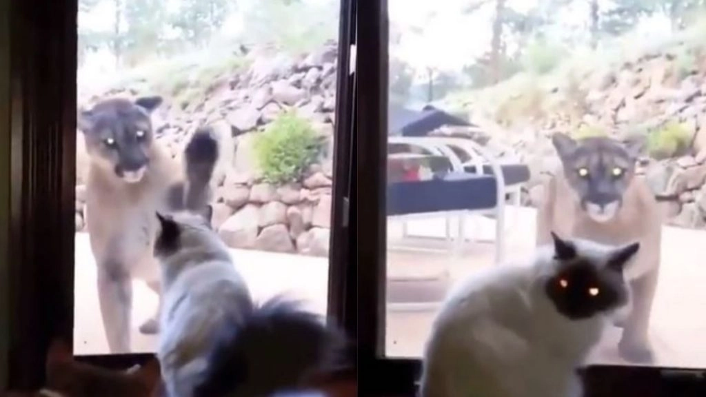 अचानक पालतू बिल्ली के सामने आकर टशन दिखाने लगा पहाड़ी शेर, Viral Video में देखे फिर क्या हुआ