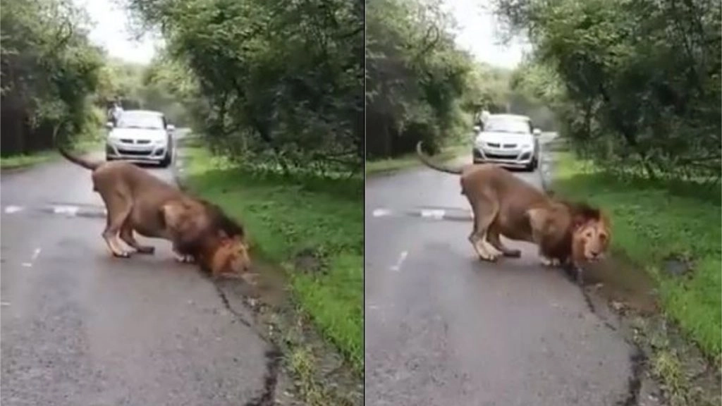 गुजरात: गिर नेशनल पार्क में एशियाई शेर ने किया मानसून का स्वागत, दिल जीत लेगा यह वीडियो (Watch Viral Video)