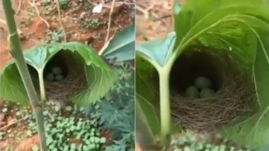 Nest Inside Leaf: क्या पेड़ की पत्ती भीतर आपने देखा है इतना खूबसूरत पक्षी का घोंसला, सोशल मीडिया पर वायरल हुआ वीडियो