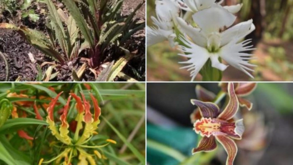 औषधीय पौधों के उत्पादन को बढ़ावा देने के लिए 2 भारतीय संस्थानों ने एमओयू पर हस्ताक्षर किए