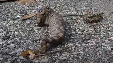 जब विशालकाय अजगर ने कर दी जिंदा कुत्ते को निगलने की गलती, इसके बाद जो हुआ उसे देख दंग रह जाएंगे आप (Watch Viral Video)