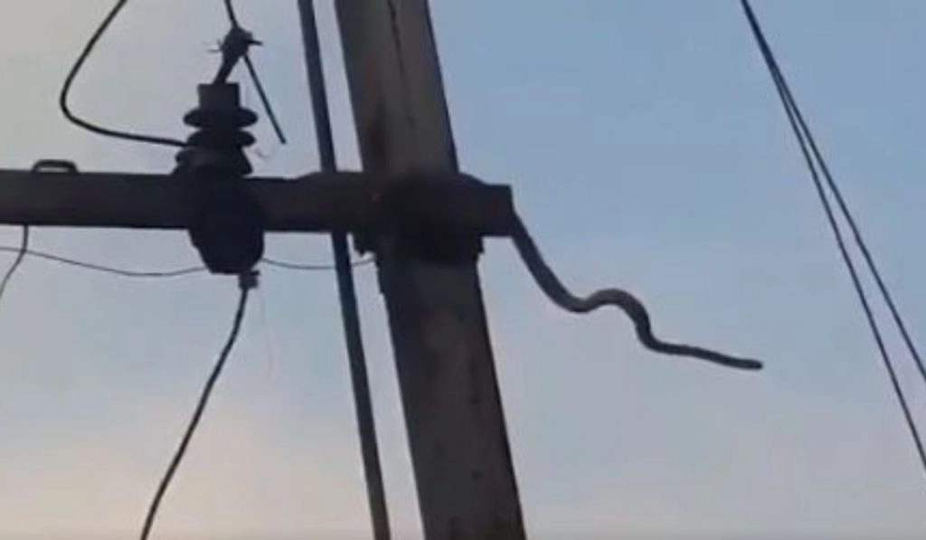 मध्य प्रदेश: बिजली के खंबे पर चढ़ा 10 फुट लंबा विशालकाय सांप, लगा जोरदार करंट और… (Watch Viral Video)