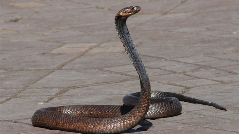 Odisha: ओडिशा में महिला की सर्पदंश से मौत, बेटे को बचाया