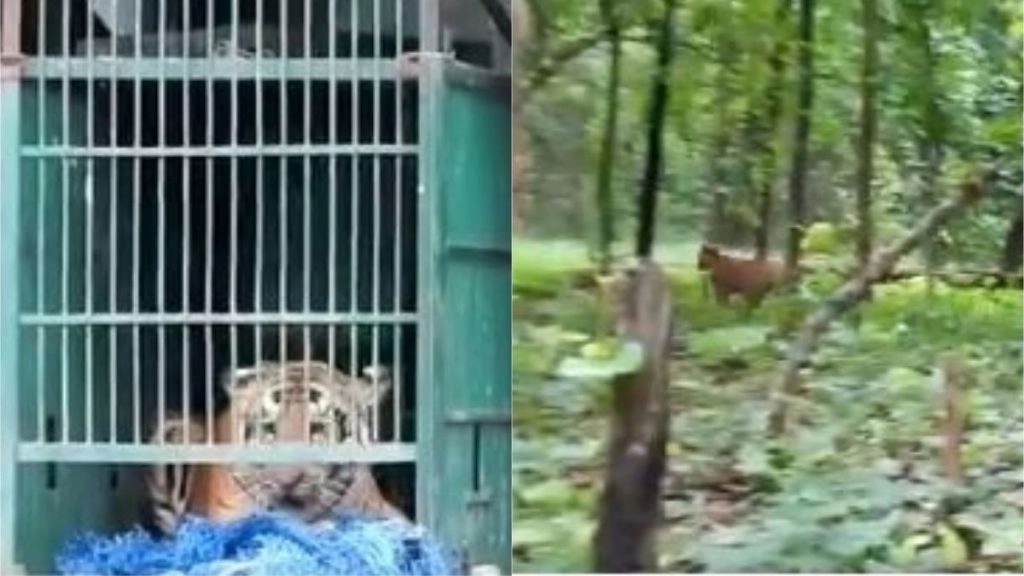 बिहार: रेस्क्यू ऑपरेशन के बाद बाघ को वाल्मीकि टाइगर रिजर्व में छोड़ा गया, देखें Viral Video