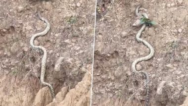 King Cobra Video: हिमाचल प्रदेश की पहाड़ियों पर चढ़ता दिखाई दिया किंग कोबरा, लंबाई में तोड़ा सांपों का रिकॉर्ड, देखें वीडियो