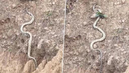 हिमाचल प्रदेश की पहाड़ियों पर चढ़ता दिखाई दिया किंग कोबरा, लंबाई में तोड़ा सांपों का रिकॉर्ड, देखें वीडियो