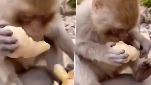 बंदर का अदरक खाता हुआ क्लिप वायरल, वीडियो देख लोटपोट हुए लोग