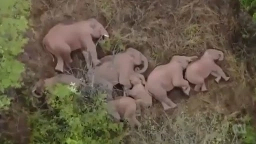 जंगल में एक साथ सो रहा था हाथियों का परिवार, उसके बाद इस नन्हे हाथी ने की क्यूट हरकत