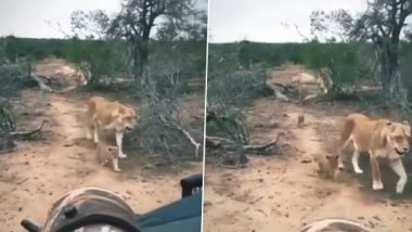 Lioness Viral Video: एक साथ सैर पर निकला शेरनी का पूरा परिवार, वीडियो देख बन जाएगा आपका दिन