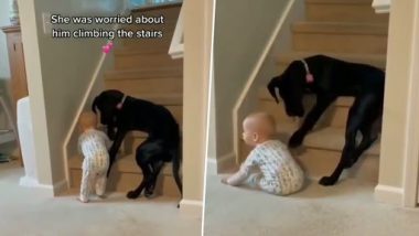 Video: बच्चे को सीढ़ियों पर चढ़ने से बचाने के लिए कुत्ते ने किया कुछ ऐसा, वीडियो देख पिघल जाएगा दिल