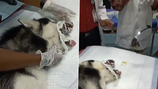 Viral Video: डॉक्टर्स ने कुत्ते के पेट निकाला फेस मास्क, नेटिज़न्स ने मास्क को सुरक्षित तरीके से फेंकने का किया आग्रह