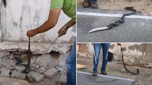 किंग कोबरा निगल गया था अजगर, उसके बाद ऐसे उगला, देखें हैरान कर देने वाला वीडियो