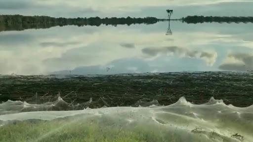 बाढ़ के बाद ऑस्ट्रेलिया के बुशलैंड में दिखा मकड़ियों के जालों का विशाल ब्लैंकेट, वीडियो देख रह जाएंगे दंग