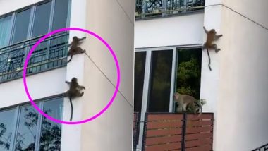 Monkey Viral Video: दो बंदरों का ऊंची इमारत पर फिसलते हुए क्लिप वायरल, वीडियो देख नहीं रोक पाएंगे हंसी