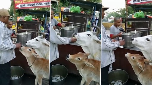Viral Video: शख्स द्वारा गाय और उसके बछड़े को पानी पूरी खिलाता वीडियो वायरल, क्लिप ने नेटीजन्स का जीता दिल