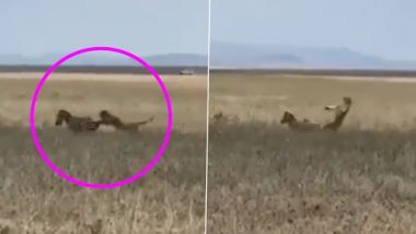 Viral Video: शेरनी बनाना चाह रही थी जेब्रा को अपना शिकार, मारी ऐसी लात जा गिरी दूर, देखें वीडियो