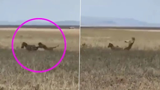 शेरनी बनाना चाह रही थी जेब्रा को अपना शिकार, मारी ऐसी लात जा गिरी दूर