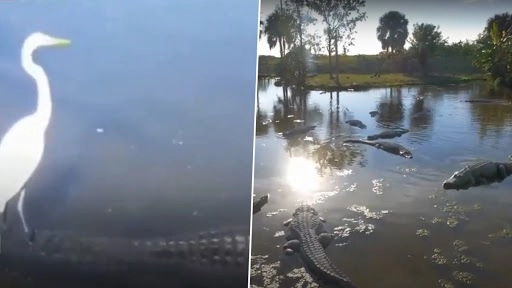 मगरमच्छ की पीठ पर सवार हुई बहादुर सारस, इसकी निर्भीकता देख हैरान हुए नेटिज़न्स