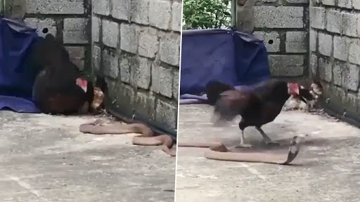 Video: अपने चूज़ों को बचाने के लिए खतरनाक किंग कोबरा से भीड़ गई मुर्गी, देखें जानलेवा लड़ाई का ये वीडियो