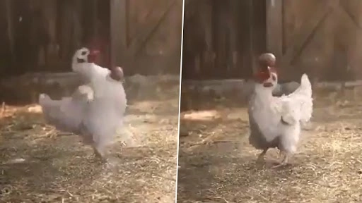 मुर्गे ने अंडे के साथ किया कूल स्टंट, ट्विटर यूजर्स ने कहा आफ्टर इफेक्ट्स, देखें वायरल वीडियो