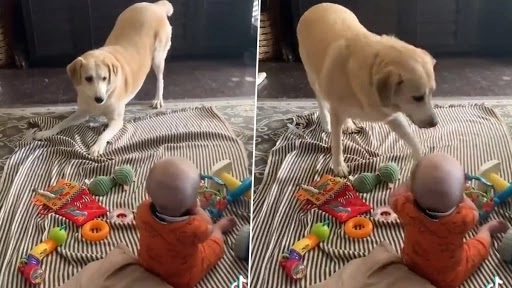 छोटे बच्चे को हंसाने के लिए पेट डॉग ने किया कुछ ऐसा, वीडियो देख आजाएगी आपके चेहरे पर मुस्कान