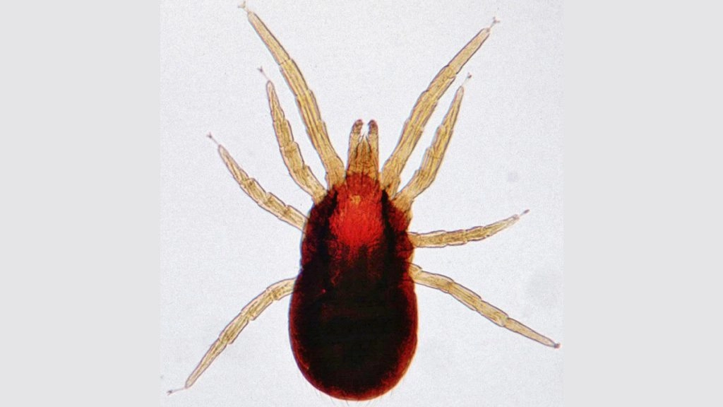 हिमाचल प्रदेश में अब 'स्क्रब टाइफस' की दस्तक, शिमला में 4 मरीज मिले