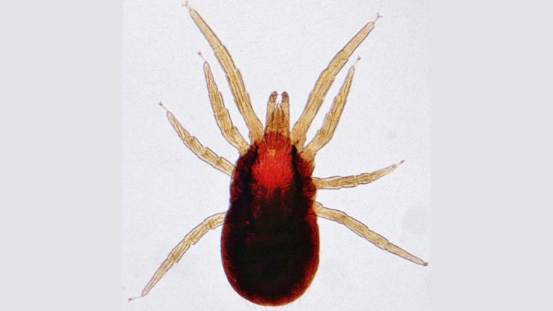 Scrub Typhus: क्या है सदियों पुरानी जानलेवा बीमारी स्क्रब टाइफस? शिमला में मिले इसके 4 मरीज, चिकनगुनिया जैसे होते हैं लक्षण