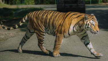 UP Tiger Attack: पीलीभीत में बाइक पर जा रहे दोस्तों पर बाघ ने किया हमला, 2 की मौत, एक ने पेड़ पर चढ़कर बचाई जान