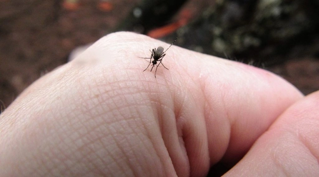 प्रयागराज में डेंगू का कहर, अस्पतालों में 872 मरीज भर्ती- ऐसे करें अपना बचाव