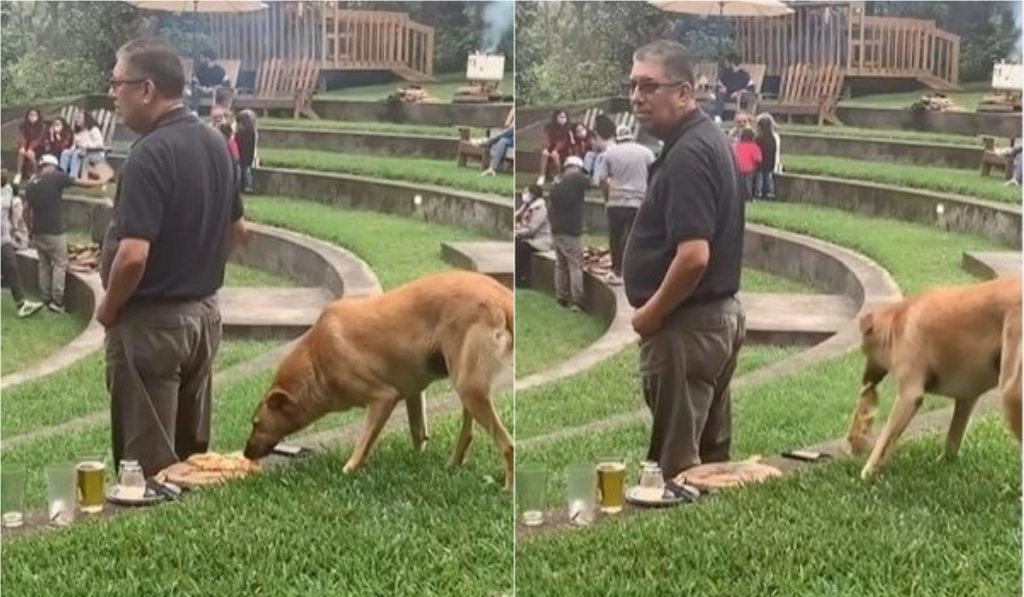 कुत्ते ने बहुत सफाई से पिज्जा पर किया हाथ साफ, किसी को नहीं लगी इसकी भनक (Watch Viral Video)