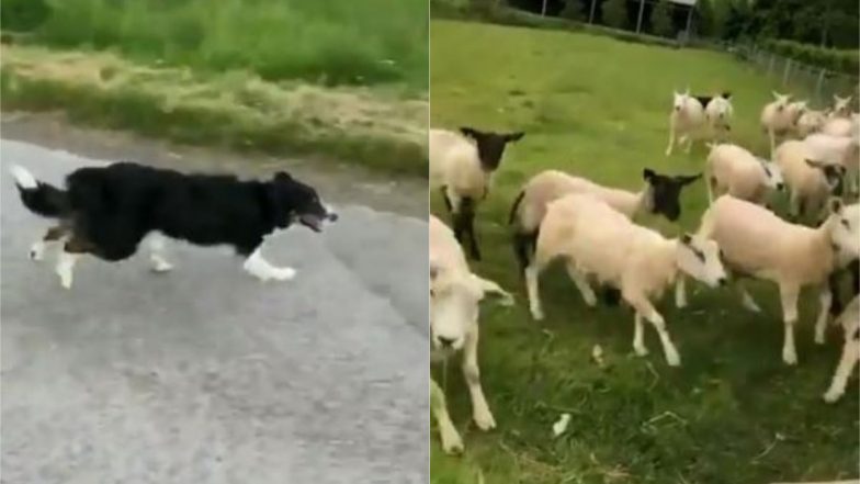 भेड़-बकरियों के झुंड पर अकेला भारी पड़ा कुत्ता, Viral Video में देखें कैसे पल भर में डॉग ने खेत सबको खदेड़ा