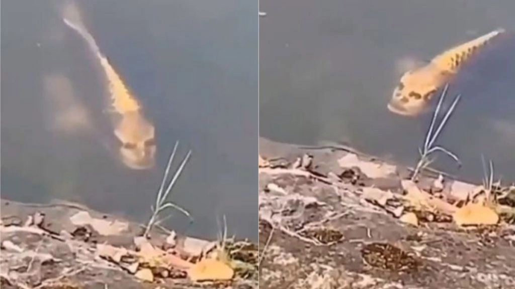 क्या इंसान जैसी शक्ल वाली मछली आपने कभी देखी है? सोशल मीडिया वायरल हो रही फिश को देख आपके उड़ जाएंगे होश