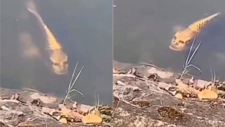 Viral Video: क्या इंसान जैसी शक्ल वाली मछली आपने कभी देखी है? सोशल मीडिया वायरल हो रही फिश को देख आपके उड़ जाएंगे होश