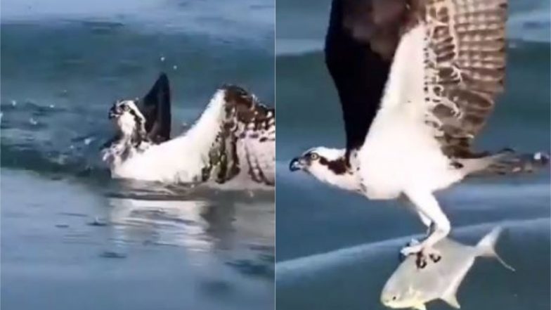 बाज ने आसमान से पानी में तैर रही मछली पर साधा निशाना, Viral Video में देखें कैसे झपट्टा मारकर किया उसका शिकार
