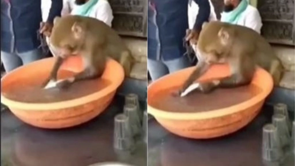 इंसानों की तरह चाय की दुकान पर बर्तन धोते बंदर का मजेदार वीडियो हुआ वायरल, आप भी देखें 