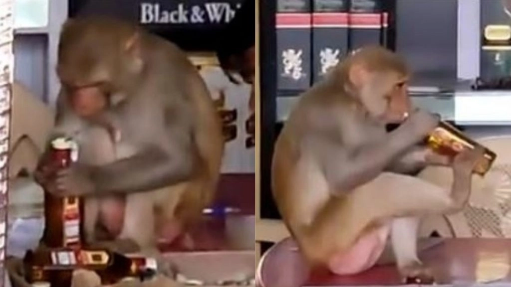 मथुरा नगर निगम ने चलाया ‘बंदर पकड़ो’ अभियान, पहले ही दिन 85 बंदर पकड़े गये