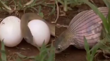 Snake Viral Video: अपने मुंह से कई गुना बड़े अंडे निगल गया सांप, वायरल वीडियो में देखें क्या हुआ इसका अंजाम
