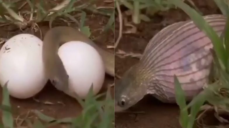 Snake Viral Video: अपने मुंह से कई गुना बड़े अंडे निगल गया सांप, वायरल वीडियो में देखें क्या हुआ इसका अंजाम