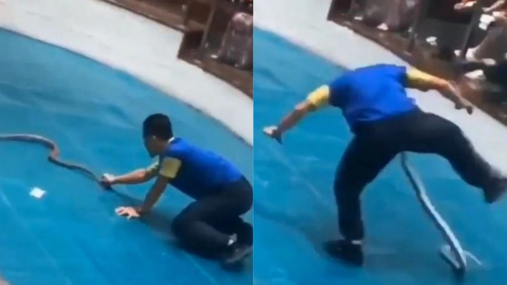 किंग कोबरा को पकड़कर तमाशा दिखाना सपेरे को पड़ा महंगा, गुस्से में सांप ने शक्स के प्राइवेट पार्ट पर किया हमला 