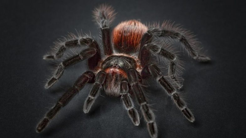 Live Spiders: पोलैंड से आए एयर पार्सल के भीतर मिली 107 जिंदा मकड़ियां जब्त, चेन्नई अंतरराष्ट्रीय हवाई अड्डे पर कार्रवाई