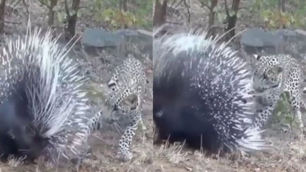 पार्कुपाइन पर अटैक करना तेंदुए को पड़ा भारी, Viral Video में देखें कैसे शिकारी को करना पड़ा कांटों का सामना