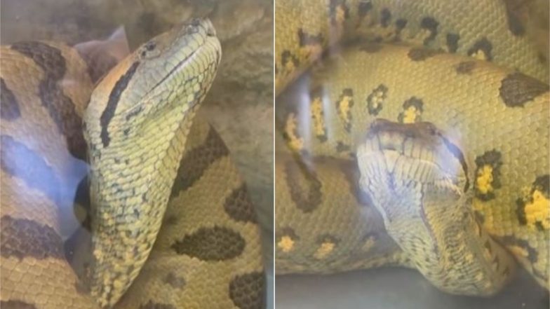 Anaconda Viral Video: पानी के भीतर मस्ती करते विशाल एनाकोंडा ने अपनी ओर खींचा सबका ध्यान, बार-बार देखा जा रहा है यह वायरल वीडियो