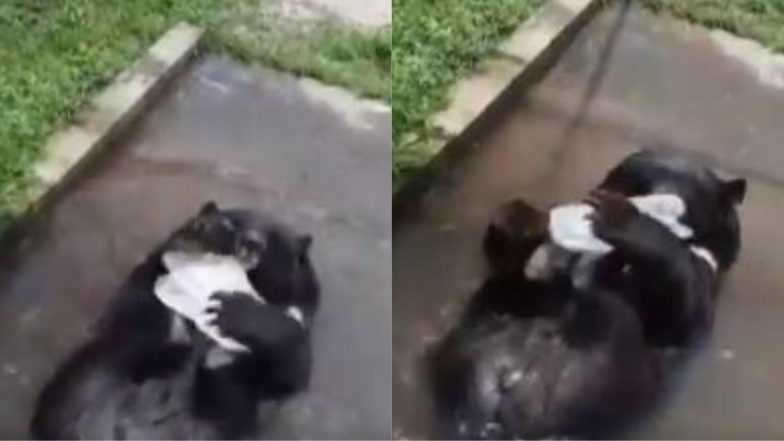 Viral Video: गर्मी को मात देने के लिए हिमालयी काले भालू ने किया कुछ ऐसा... पश्चिम बंगाल के सिलीगुड़ी से वायरल हुआ वीडियो